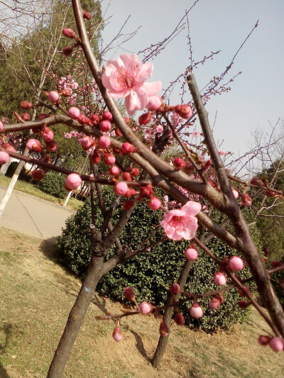 人面桃花相映红