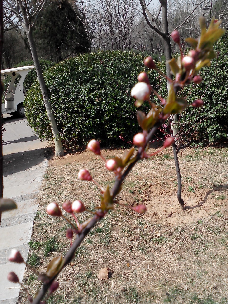 人面桃花相映红