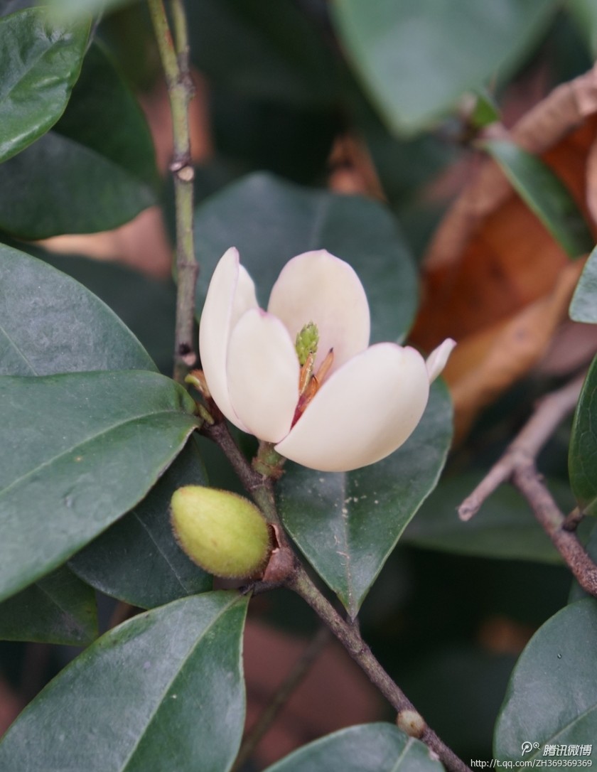 含笑花，拉丁文名：Michelia figo （Lour.）Spreng。常绿灌木，高2-3米，树皮灰褐色，分枝繁密；叶革质，狭椭圆形或倒卵状椭圆形，花期3-5月，果期7-8月。原产中国华南南部各省区，广东鼎湖山有野生，生于阴坡杂木林中。芳香花木，苞润如玉，香幽若兰。