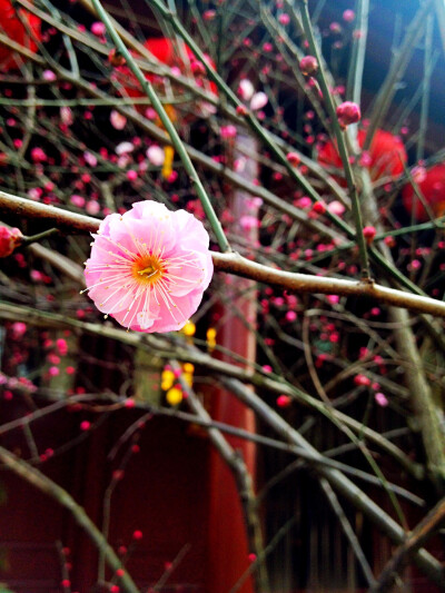 杭州净慈寺的梅花