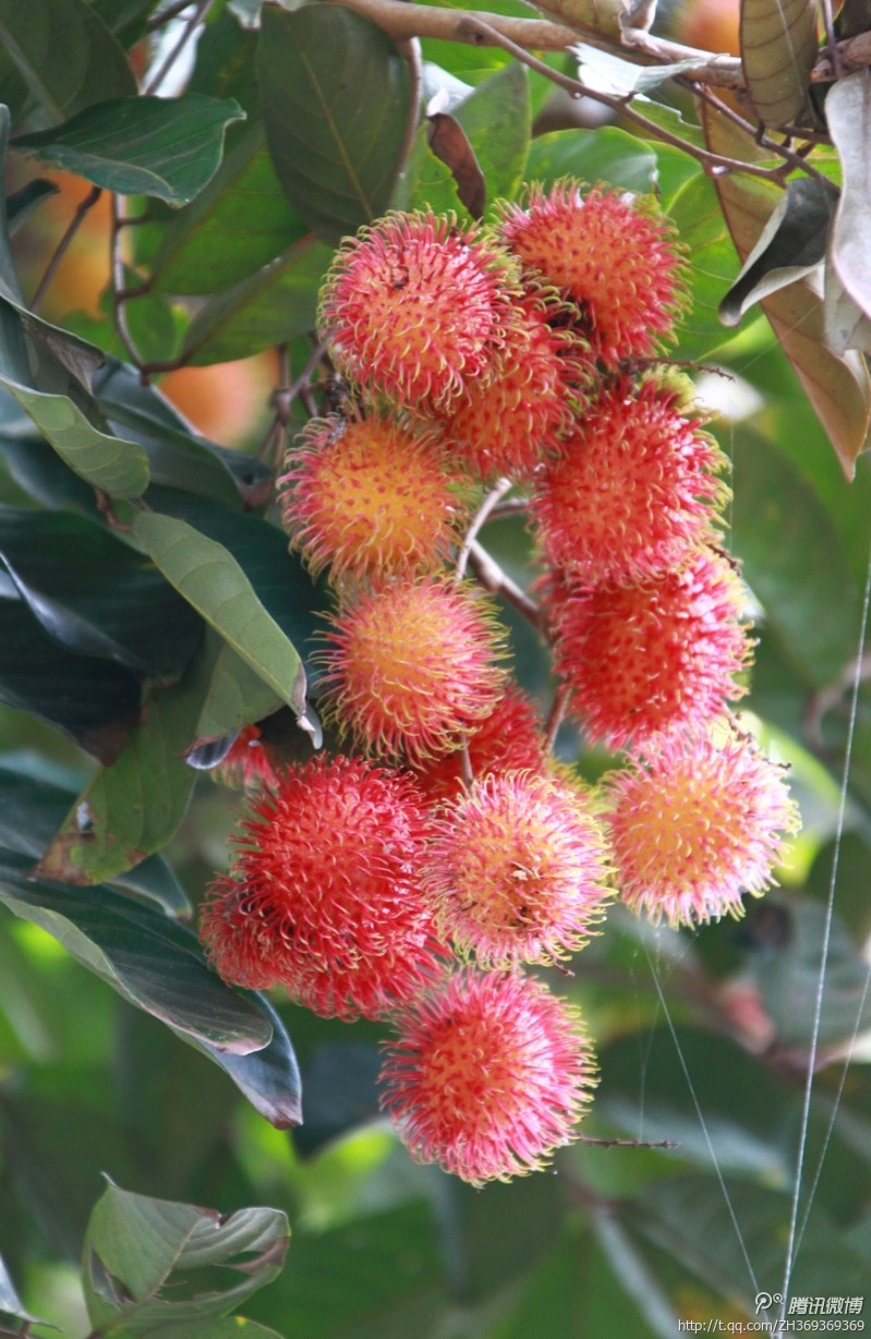 红毛丹,又名:毛荔枝,红毛果,红毛胆;为东南亚原产之无患子科大型热带