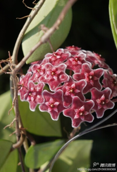 球兰（拉丁学名：Hoya carnosa（L.f.）R. Br），又名：马骝解、狗舌藤、铁脚板等，属捩花目萝藦科球兰属植物。攀援灌木，附生于树上或石上，茎节上生气根。分布于云南、广西、广东、台湾；热带及亚热带其他地区也有…