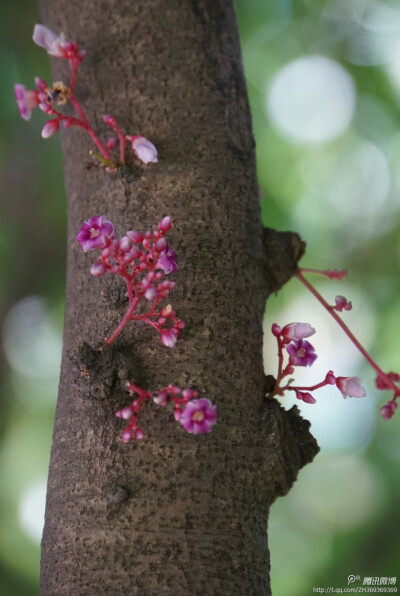 老杆新花，小杨桃