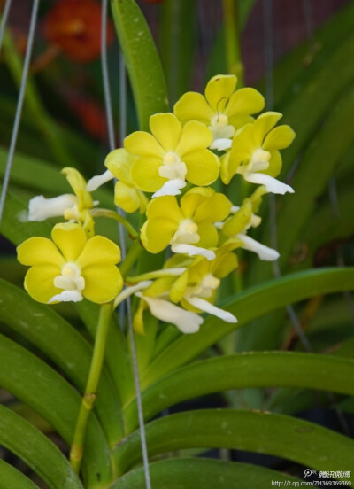 小花万代兰