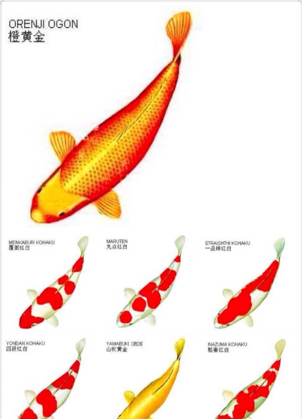 橙黄金