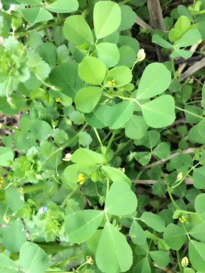 家乡的春天——野草