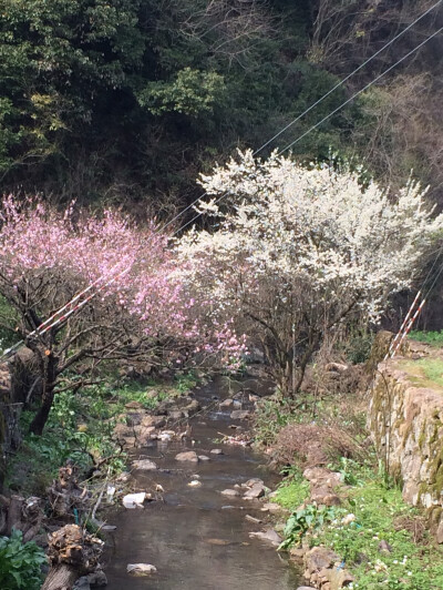 桃李相印