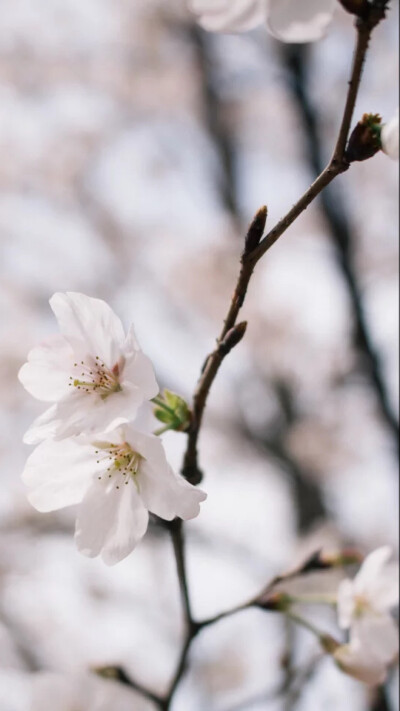 樱花 摄影 iPhone 壁纸 春天