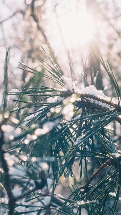 雪松 iPhone 壁纸 冬天