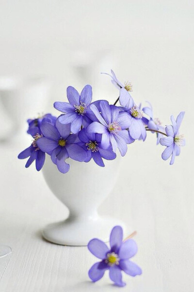我爱这斑斓的色彩，如同你亲口说出的情话。紫色小清新花朵