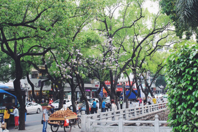 花又开好了 街景 随手拍 和你一起闻闻春天的味道