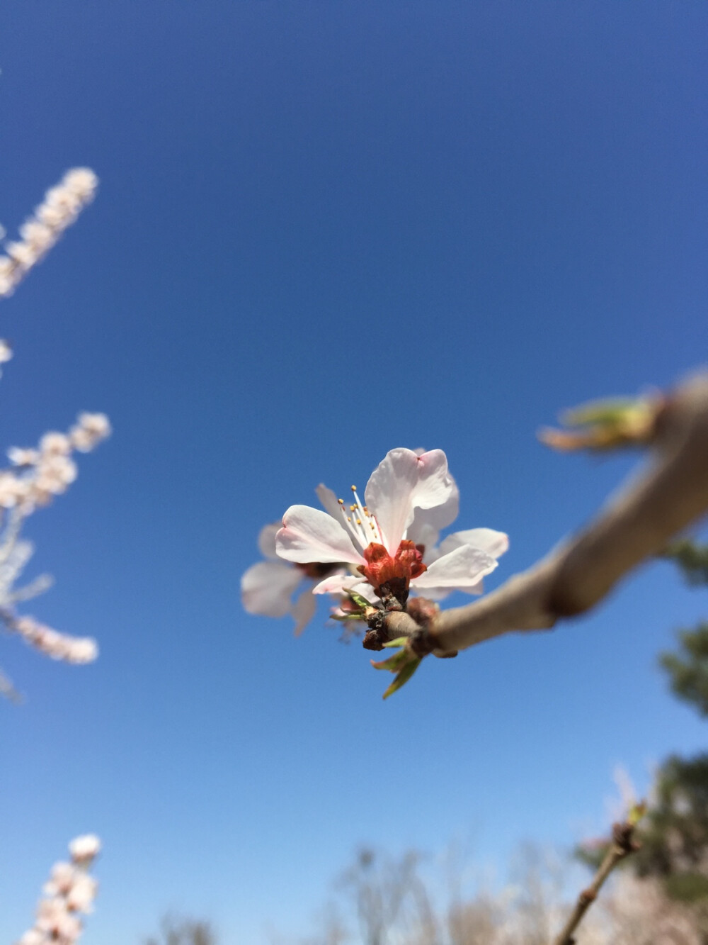 花似粉面，深浅如妆