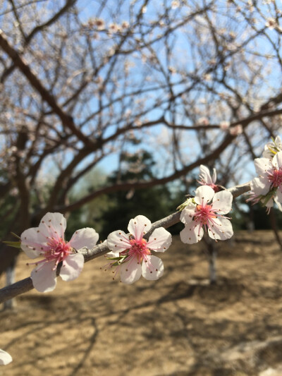 春光灿烂