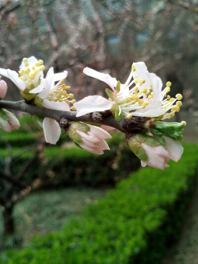 春暖花开