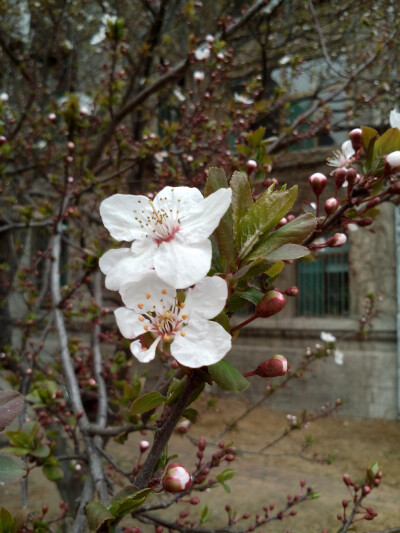 春暖花开