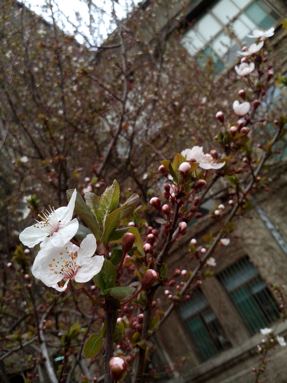 春暖花开