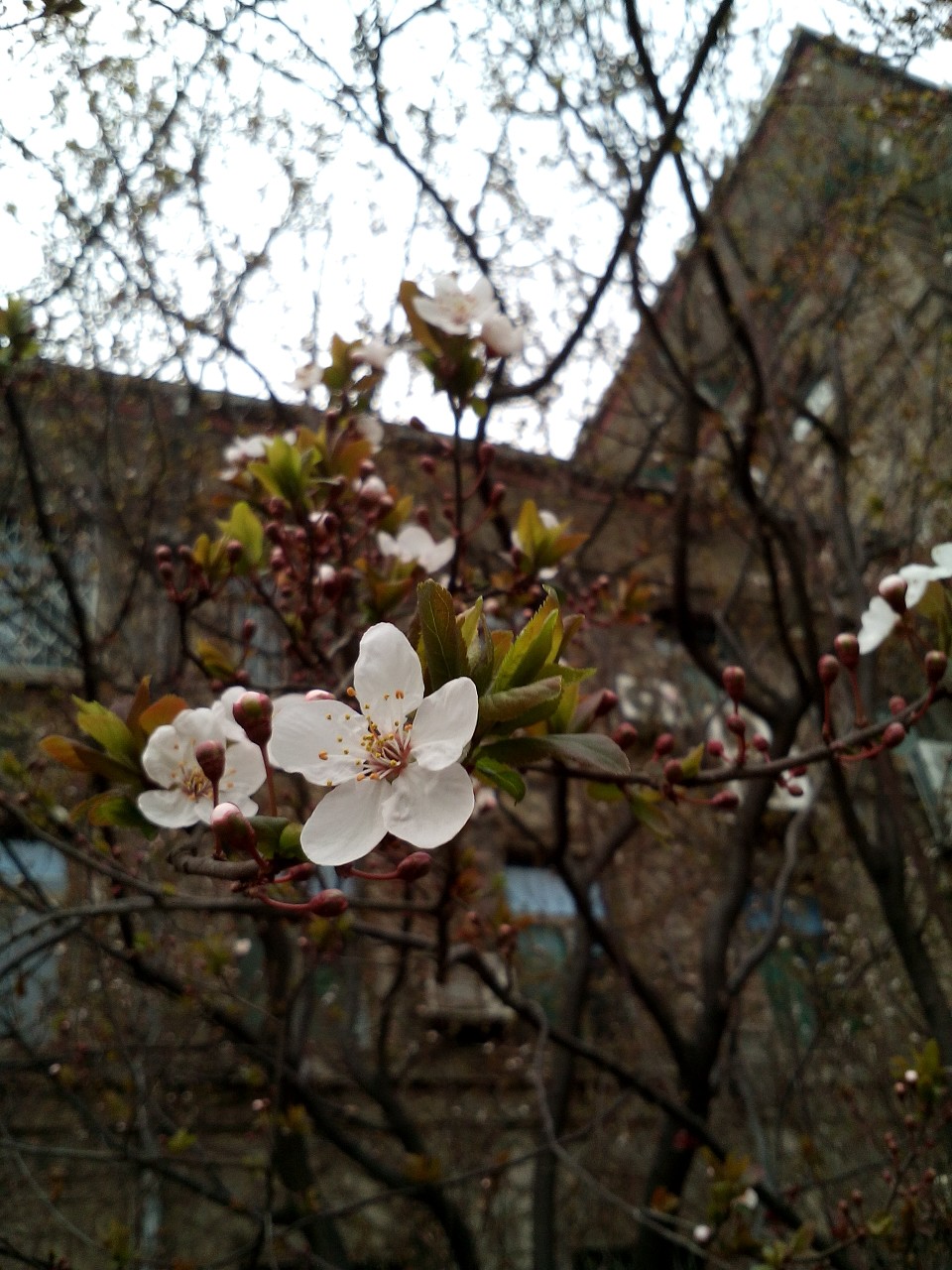 春暖花开