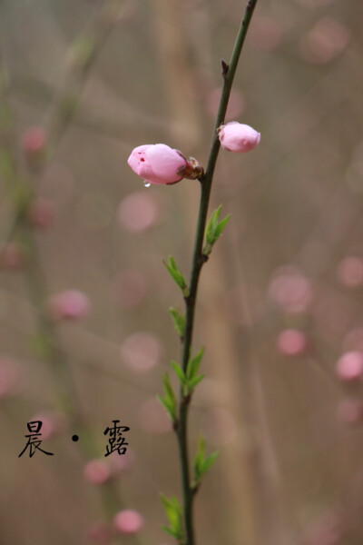 桃花朵朵开