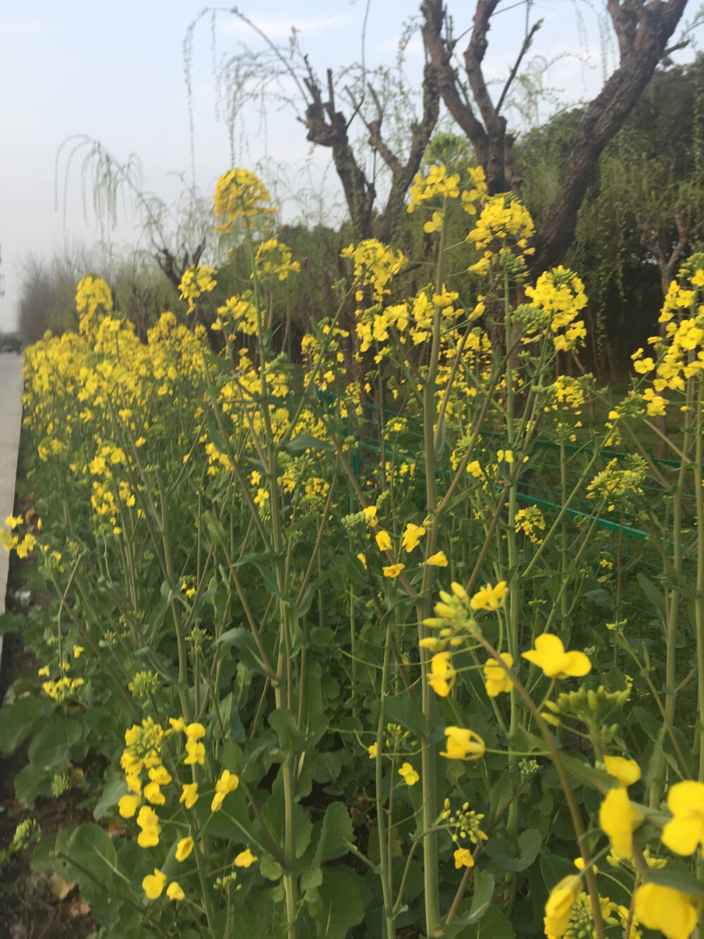 《追随春天的脚步·油菜花》