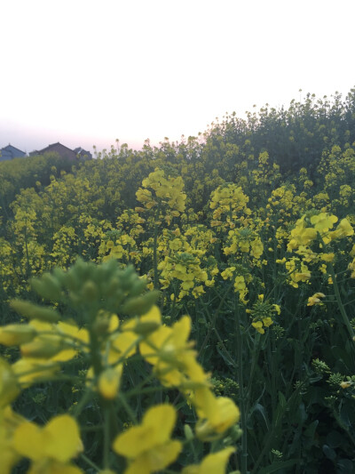 《追随春天的脚步·油菜花》