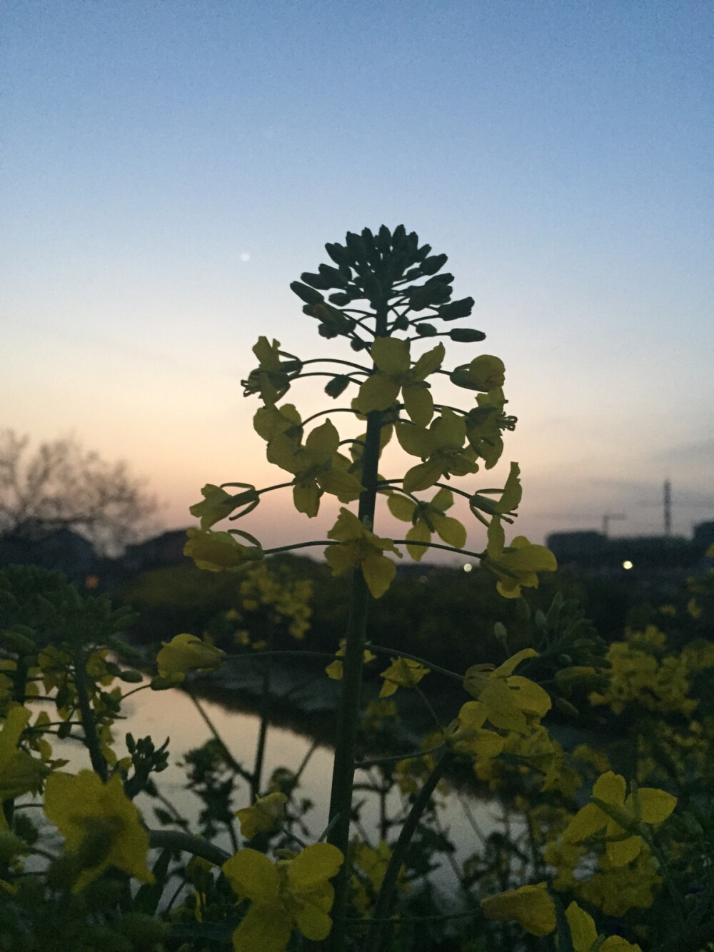 《追随春天的脚步·油菜花》