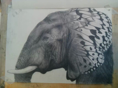 素描 黑白 手绘 创意 蝴蝶大象