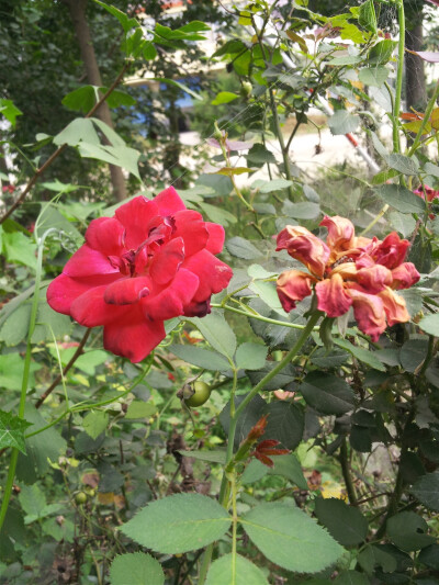 枯萎的花朵与鲜艳的花朵