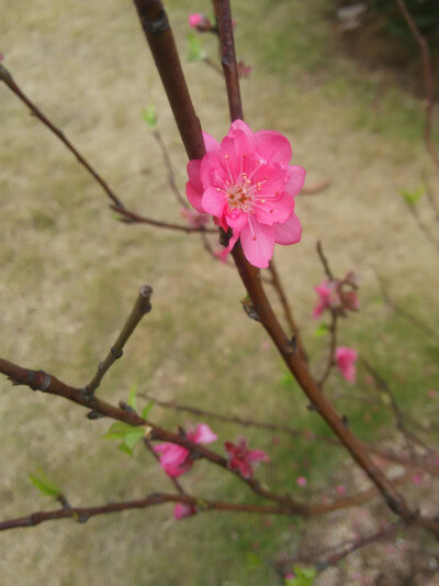 桃花开了，桃花运来袭