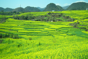罗平油菜花......