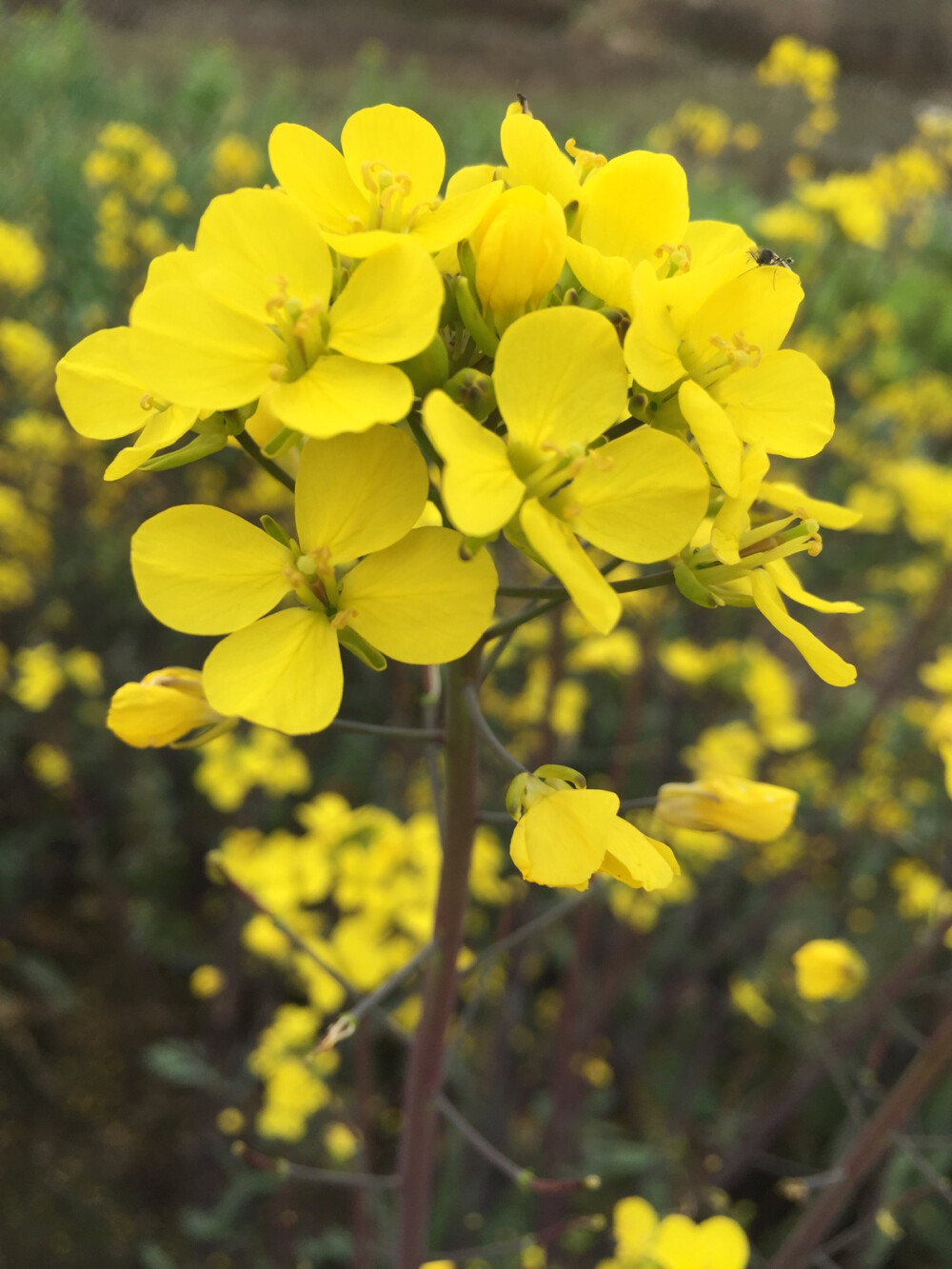 油菜花