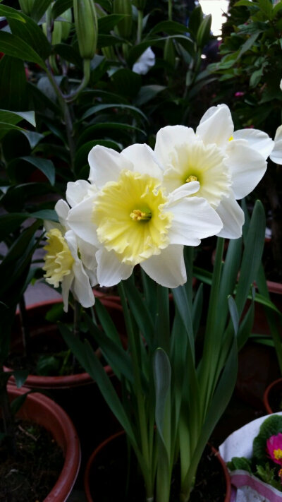 黄水仙花朵大，淡黄色，副花冠高黄色，色彩温柔和谐，清香宜人，常作切花栽培