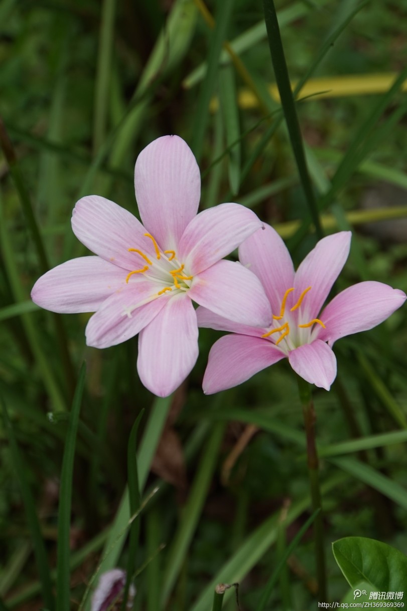 风雨兰喜阳（全日照），产于美洲热带，韭兰株高约15～30厘米，成株丛生状。叶片线形，极似韭菜。花茎自叶丛中抽出，花瓣6枚。韭兰花形较大，呈粉红色或浓桃红色，花瓣略弯垂，成株每个鳞茎都能开花，丛生的花团，在艳阳下大放异彩，千娇百媚，人见人爱。韭兰花期4～9月；适合庭园花坛缘栽或盆栽。