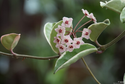 球兰（拉丁学名：Hoya carnosa（L.f.）R. Br），又名：马骝解、狗舌藤、铁脚板等，属捩花目萝藦科球兰属植物。攀援灌木，附生于树上或石上，茎节上生气根。分布于云南、广西、广东、台湾；热带及亚热带其他地区也有…