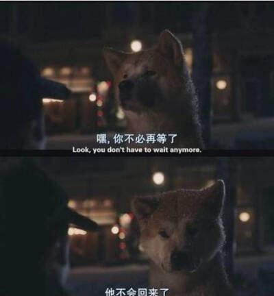 忠犬八公