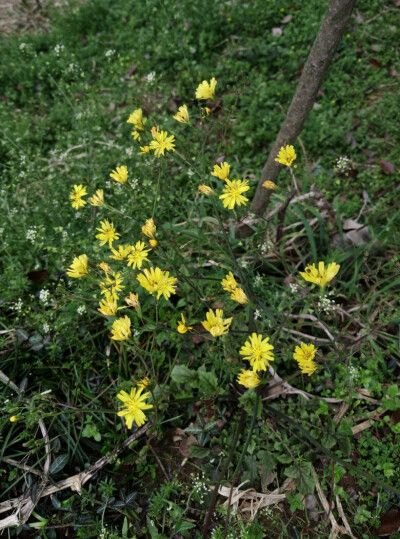 小黄花