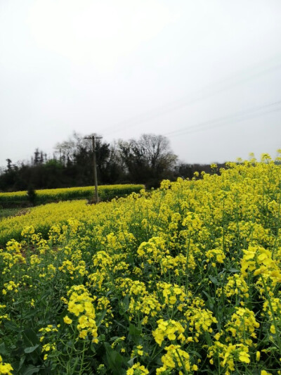 油菜花