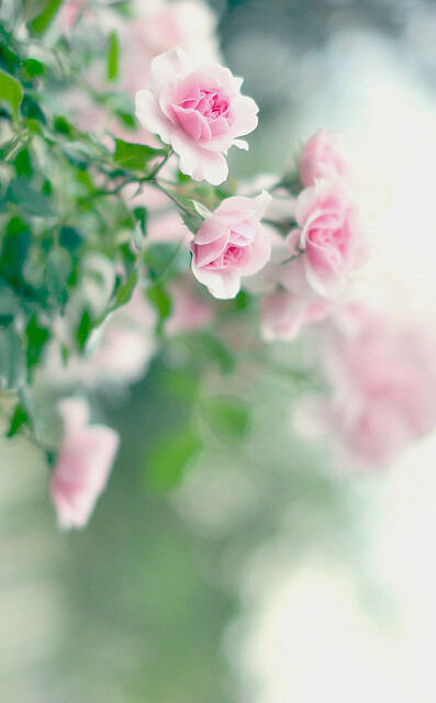 莫待无花空折枝...兔綰颜