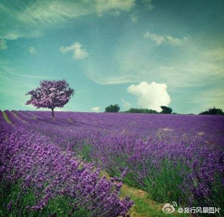 普罗旺斯的薰衣草花海?；ㄓ铮骸暗却椤? id=