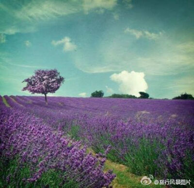 普罗旺斯的薰衣草花海。花语：“等待爱情”