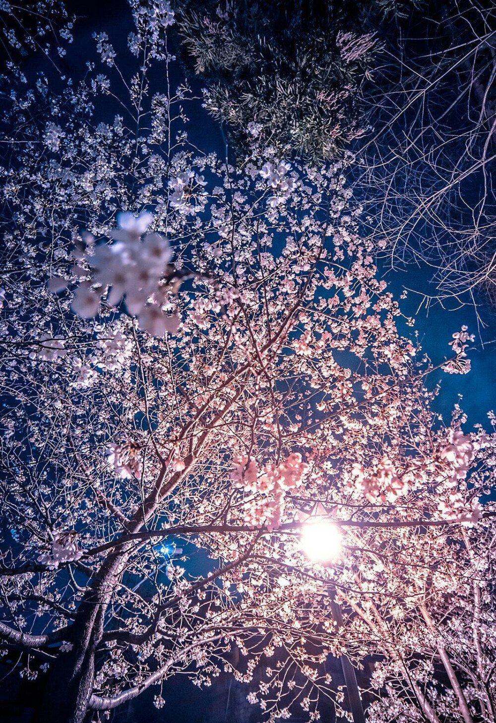 夜晚的鸡鸣寺。