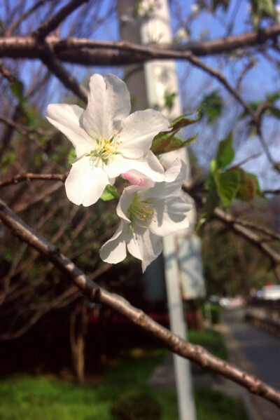 【 花 开 时 节 】大家到处踏青赏花，不能开溜的我只能在家门口店门口拍些花儿，也算是不负春光了。（手机拍不好高处的花枝，恨自己手不够长）