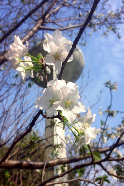 【 花 开 时 节 】大家到处踏青赏花，不能开溜的我只能在家门口店门口拍些花儿，也算是不负春光了。（手机拍不好高处的花枝，恨自己手不够长）