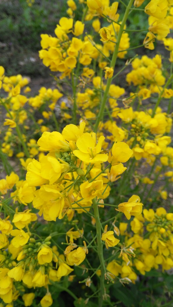 油菜花