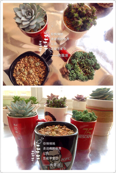 康师傅奶茶、雀巢咖啡、KFC耶耶…no！no！这些cup，是小肉凉们一个个小小的温馨的小窝！(づ￣ ³￣)づ