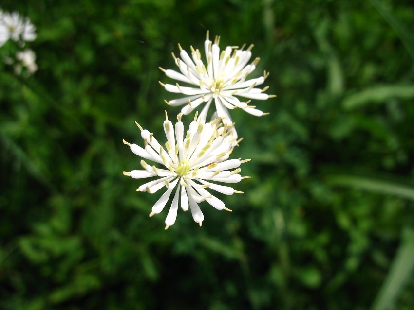 瓣蕊唐松草：别名马尾黄连 、多花蔷薇，是毛茛科唐松草属的多年生草本植物，伞房状聚伞花序，花直径1-2厘米，无花瓣，花期6-7月。根茎入药，有清热、燥湿和解毒的功能。小叶倒卵形、近圆形或菱形。