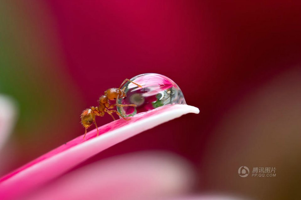 Ant drinks water