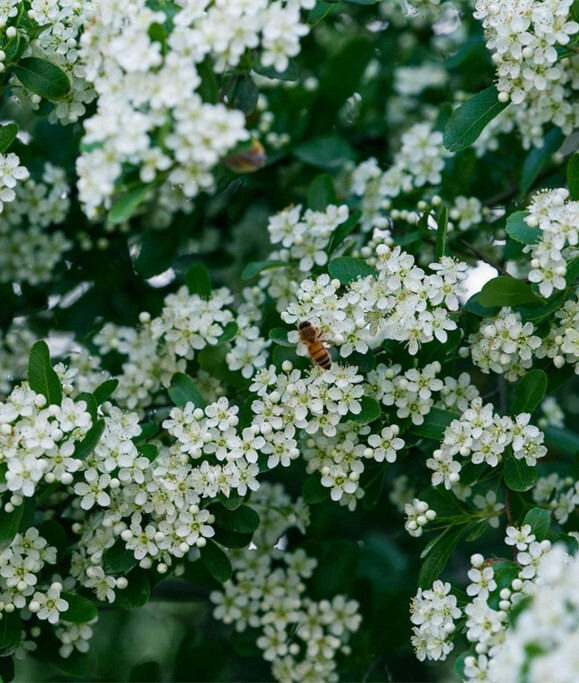 【叁月花开】火棘(火把果、救军粮、红子刺)——花语：慈悲。＊花香小路，遍坡火棘红山麓。朱砂处处，缘何伫立缘何舞。