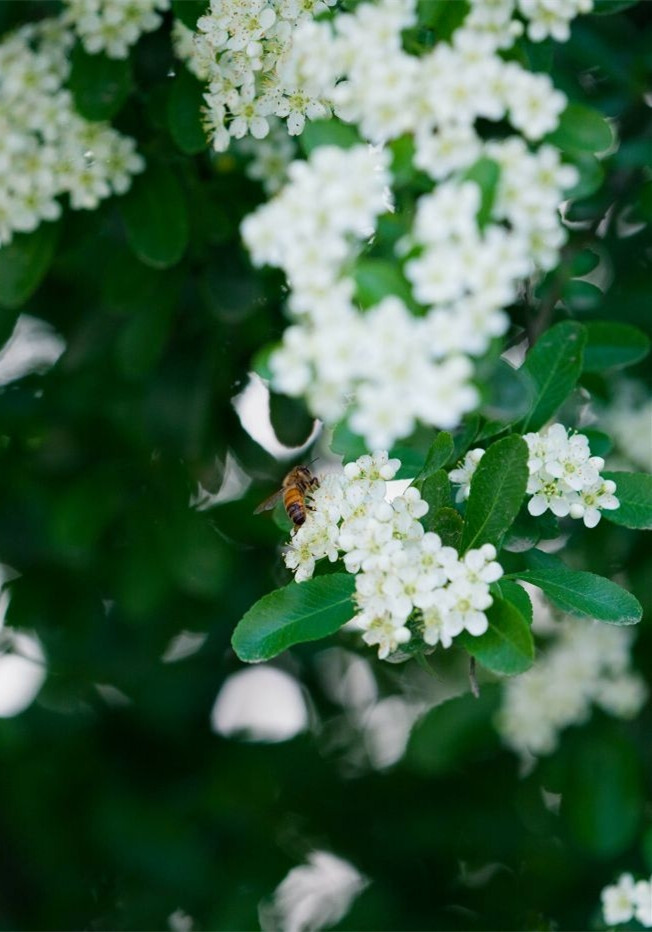 【叁月花开】火棘(火把果、救军粮、红子刺)——花语：慈悲。＊花香小路，遍坡火棘红山麓。朱砂处处，缘何伫立缘何舞。