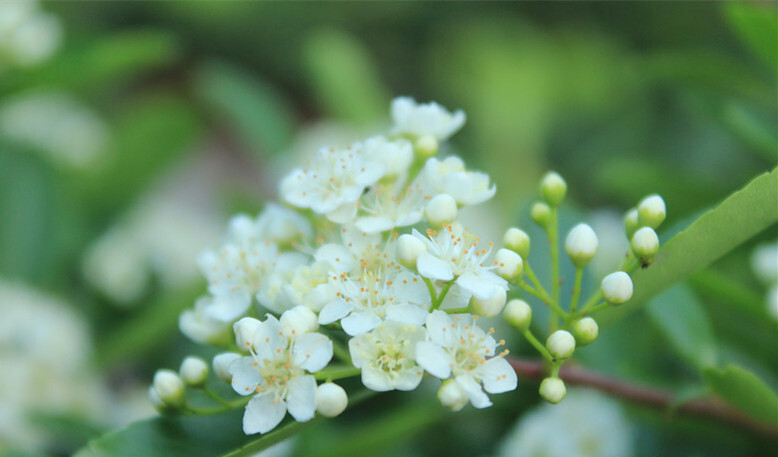 【叁月花开】火棘(火把果、救军粮、红子刺)——花语：慈悲。＊花香小路，遍坡火棘红山麓。朱砂处处，缘何伫立缘何舞。