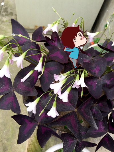 紫色三叶草